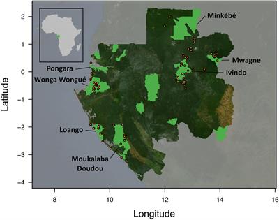 Long Distance Seed Dispersal by Forest Elephants